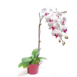  Mersin online iek gnderme sipari  Saksida orkide