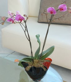  Mersin hediye sevgilime hediye iek  tek dal ikili orkide saksi iegi