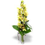  Mersin iekiler  cam vazo ierisinde tek dal canli orkide