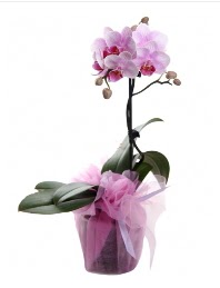 1 dal pembe orkide saks iei  Mersin ucuz iek gnder 