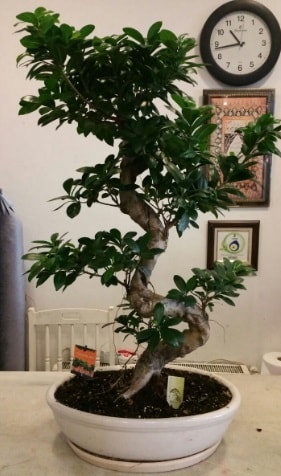 100 cm yksekliinde dev bonsai japon aac  Mersin iekiler 