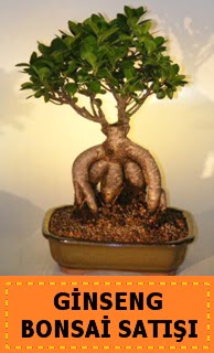 Ginseng bonsai sat japon aac  Mersin online ieki , iek siparii 