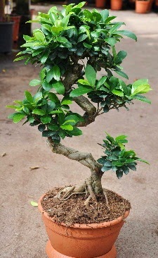 Orta boy bonsai saks bitkisi  Mersin kaliteli taze ve ucuz iekler 