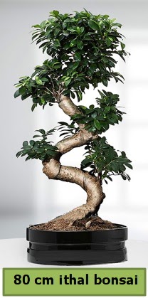 80 cm zel saksda bonsai bitkisi  Mersin cicek , cicekci 