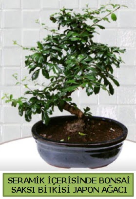 Seramik vazoda bonsai japon aac bitkisi  Mersin iek online iek siparii 