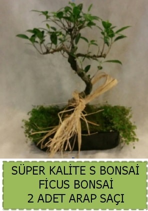 Ficus S Bonsai ve arap sa  Mersin cicek , cicekci 