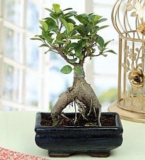 Appealing Ficus Ginseng Bonsai  Mersin iek yolla 