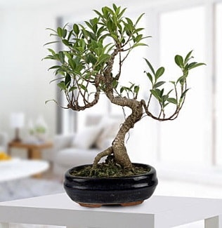 Gorgeous Ficus S shaped japon bonsai  Mersin ieki maazas 