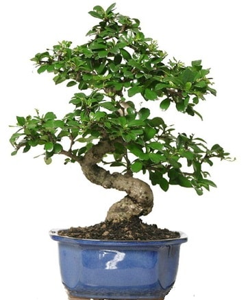 21 ile 25 cm aras zel S bonsai japon aac  Mersin cicek , cicekci 