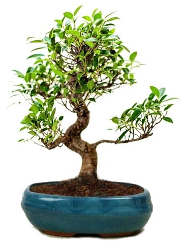 25 cm ile 30 cm aralnda Ficus S bonsai  Mersin internetten iek siparii 