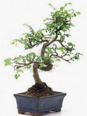 S gvde bonsai minyatr aa japon aac  Mersin cicekciler , cicek siparisi 
