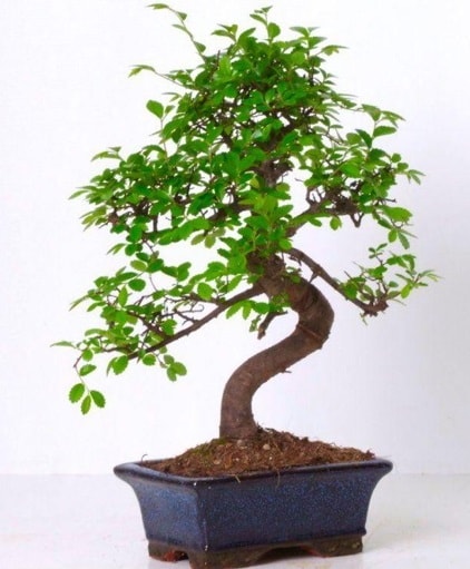 S gvdeli bonsai minyatr aa japon aac  Mersin internetten iek siparii 