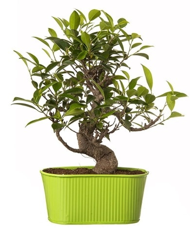 Ficus S gvdeli muhteem bonsai  Mersin iek online iek siparii 